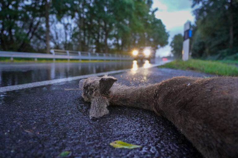 Wildunfälle verhindern